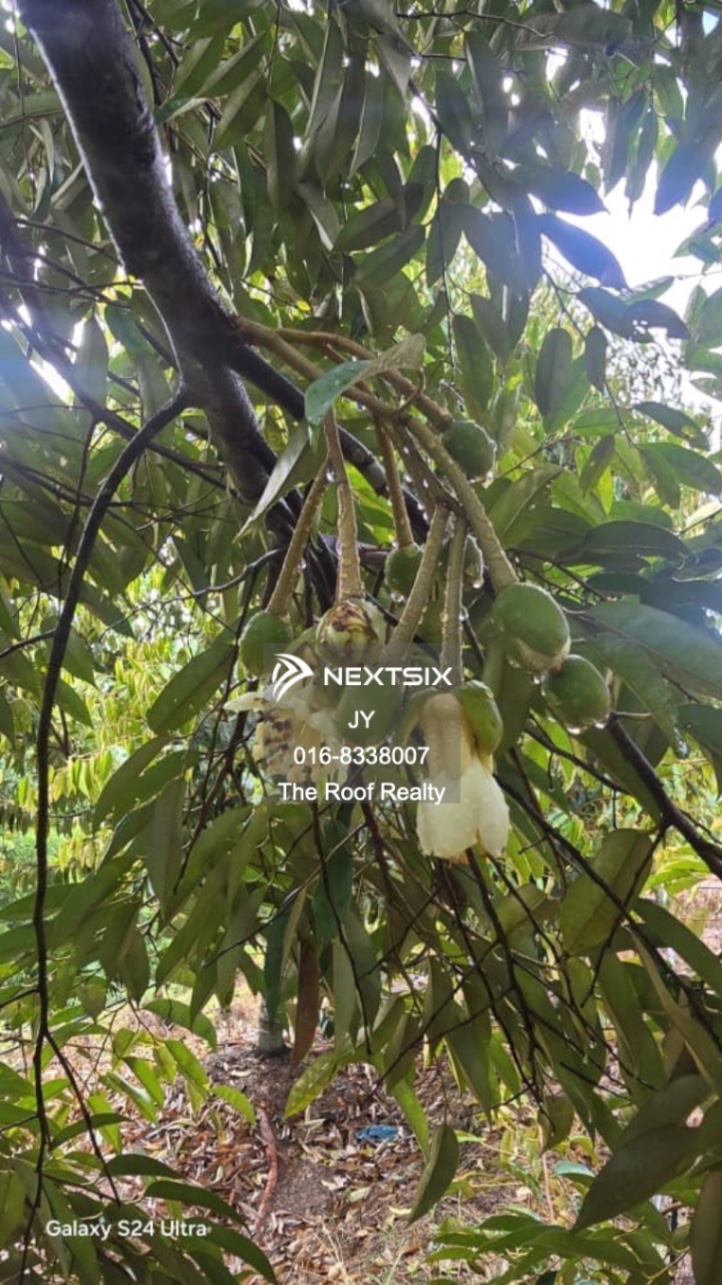 Agricultural Land For Sale in Membakut Sabah - Image 3