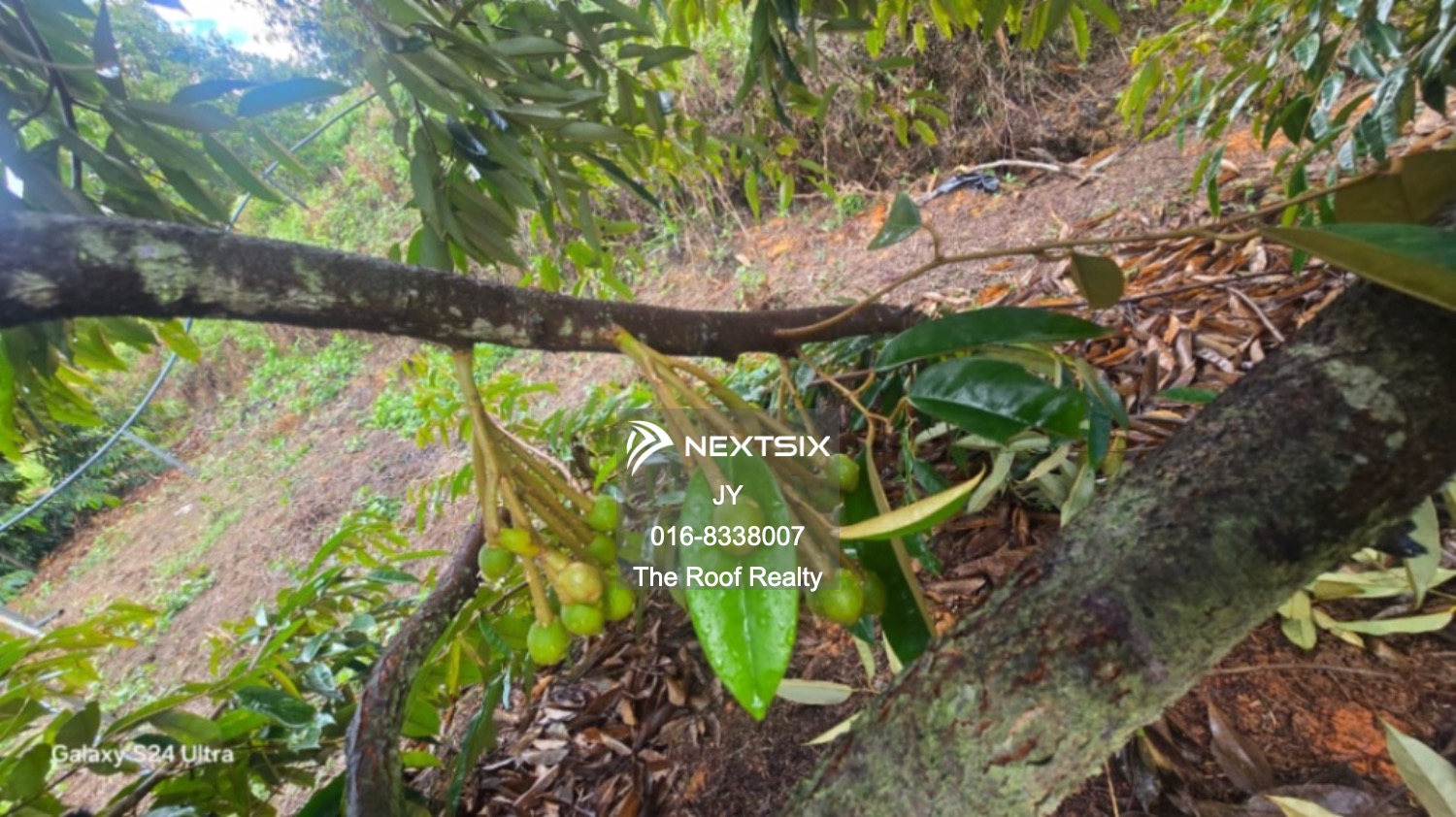 Agricultural Land For Sale in Membakut Sabah - Image 4